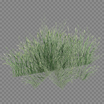Long Grass PNG Pic