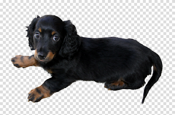 Long haired dachshund puppy PNG by makiskan on DeviantArt