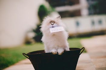 Long-haired Rabbit Inside Beverage Tub