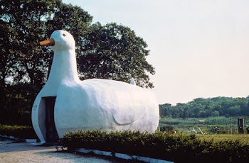 Long Island duck, Long Island, New York (1972… | Free public domain photo