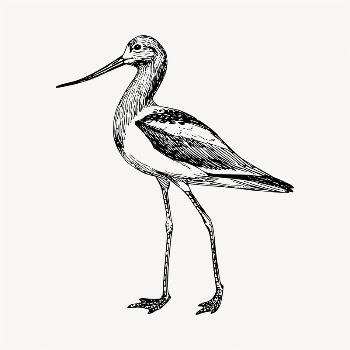 Long leg bird, illustration clipart | Free Vector - rawpixel