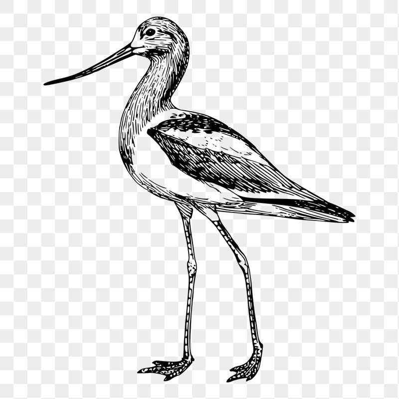Long leg bird, png sticker | Free PNG - rawpixel