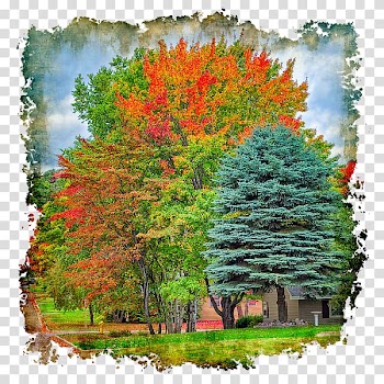 Long-sleeved T-shirt Tree Woody plant, Autumn Colors transparent background PNG clipart