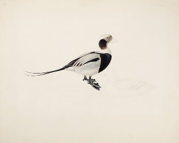 Long-tailed duck, 1836, Magnus von | Free Photo - rawpixel