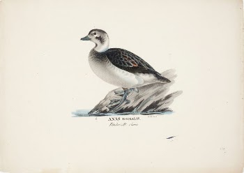 Long-tailed duck, female, 1828 - | Free Photo - rawpixel