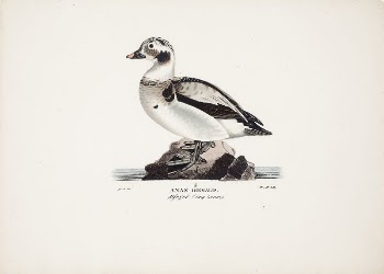 Long-tailed duck, young male, 1828 | Free Photo - rawpixel