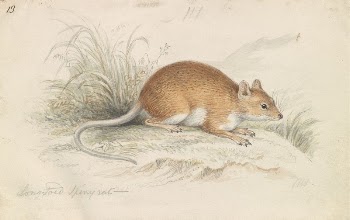 Long-Tailed Spiny Rat by Charles | Free Photo - rawpixel