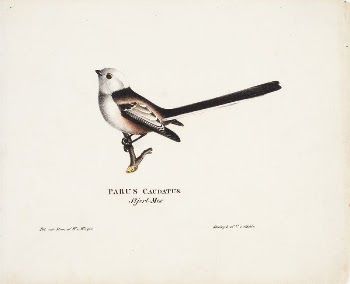 Long-tailed tit, 1828, Wilhelm von | Free Photo - rawpixel