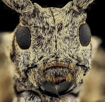 Longhorn beetle face, Cerambycid. | Free Photo - rawpixel