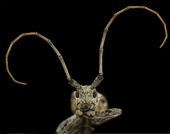 Longhorn beetle, insect headshot. | Free Photo - rawpixel