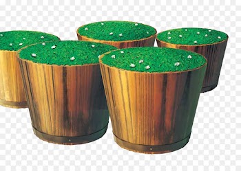 Longjing tea Green tea - Cask tea 