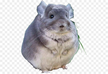 Longtailed Chinchilla Snout png download - 547*610 - Free ...