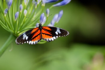 longwing_butterfly_mh.jpg