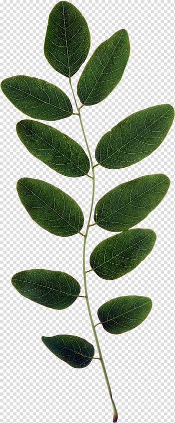 Look at Leaves Autumn leaf color , BAY LEAVES transparent background PNG clipart