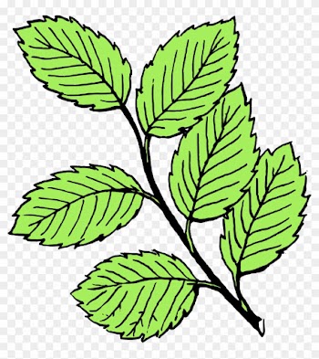 Look At Leaves Autumn Leaf Color Black And White Clip - Leaf Black And White