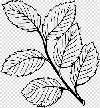 Look at Leaves Autumn leaf color Black and white , Elm Leaf transparent background PNG clipart