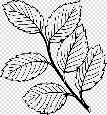 Look at Leaves Autumn leaf color , Leaf transparent background PNG clipart