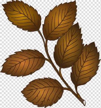 Look at Leaves Autumn leaf color , Leaf transparent background PNG clipart