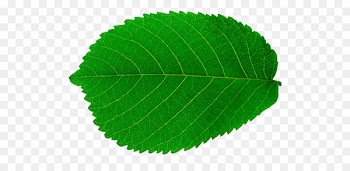 Look at Leaves Leaf Tree Clip art - Leaf 