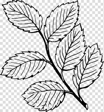 Look at Leaves Leaf White , mint leaf transparent background PNG clipart