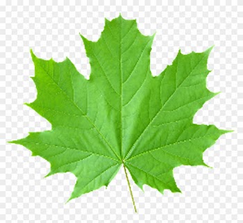 Look At Leaves Maple Leaf Clip Art - Look At Leaves Maple Leaf Clip Art