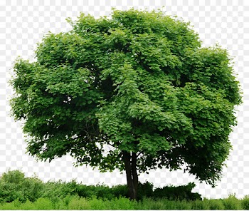 Look at trees Clip art - Tree In Png 