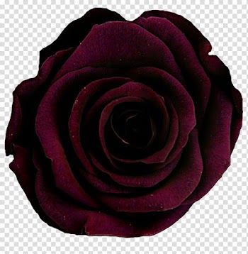 Look Close Rose transparent background PNG clipart