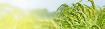 Looking to grow your Agribusiness - Kotak Bank