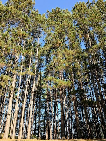 Looking Up At Tall Forest Trees