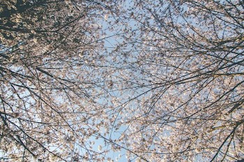 Looking Up Full Cherry Blossom Tree