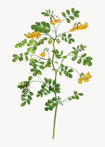 looming Scorpion senna | Free stock vector - 568510