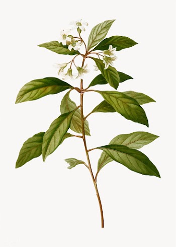 looming sweet pittosporum | Free stock vector - 568736