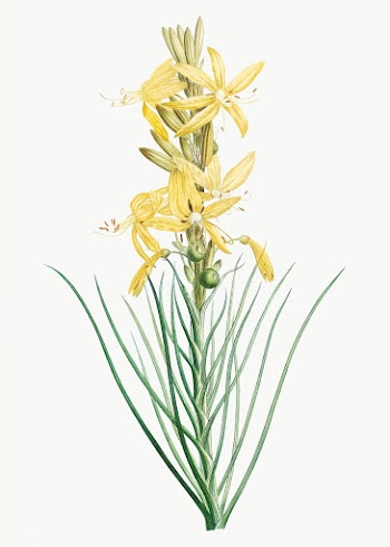 looming yellow asphodel | Free stock vector - 573978