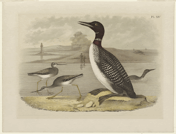 Loon. Original from the Minneapolis | Free Photo - rawpixel