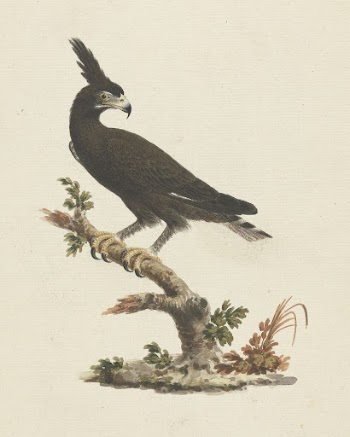 Lophaetus occipitalis (Long-Crested Eagle) | Free Photo - rawpixel