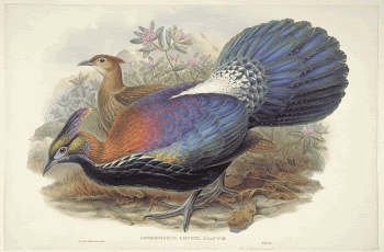 Lophophorus L'Huysi, A Geoff. St. | Free Photo - rawpixel