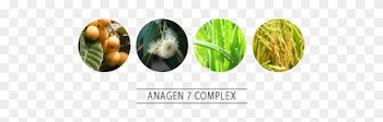Loquat Leaf Extract • Fo-ti Root Extract • Licorice - Eucalyptus Organic Essential Oil Gumleaf 10 Ml