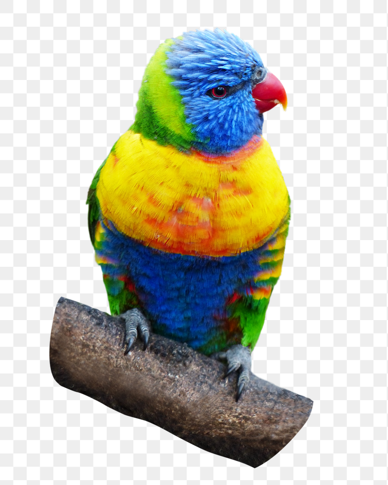 Loriini bird png sticker, animal | Free PNG - rawpixel