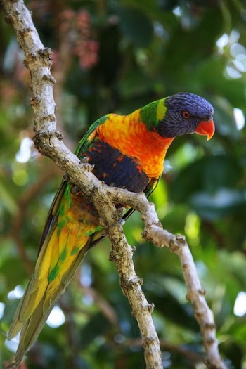 Lorikeet.JPG