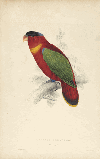 Lorius Domicella, Black-capped Lorry (1832) | Free Photo - rawpixel