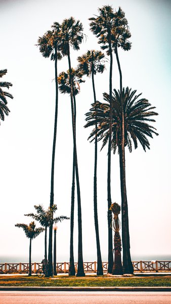 Los Angeles Palms By Boardwalk