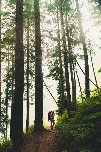 Lost amongst the trees.