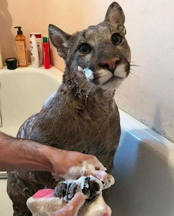 lost cat found. Very dirty. Kind of angry. A little bitey - Album ...