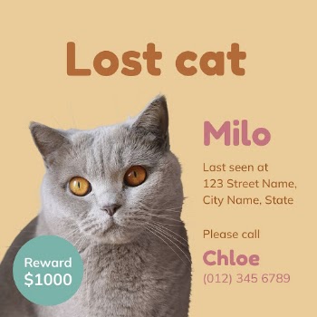 Lost cat Instagram ad template | Free PSD Template - rawpixel
