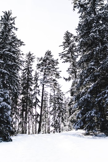Lost in snowy forest