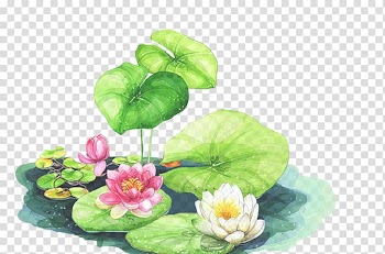 Lotus Cars Nelumbo nucifera Lotus Elise Drawing, Watercolor lotus transparent background PNG clipart