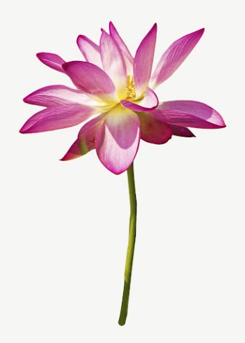 Lotus flower collage element psd | Free PSD - rawpixel