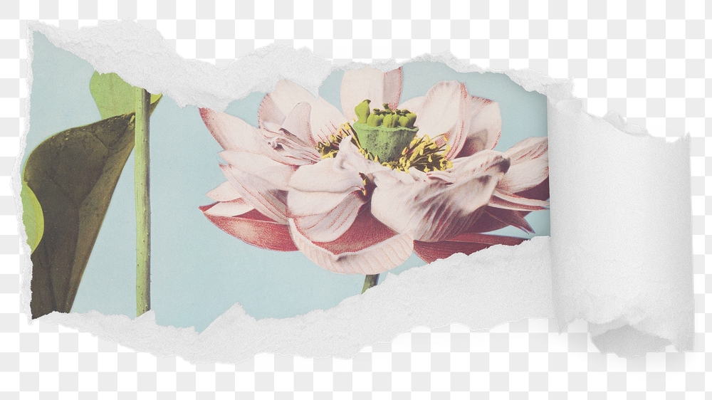 Lotus flower png ripped paper | Free PNG - rawpixel