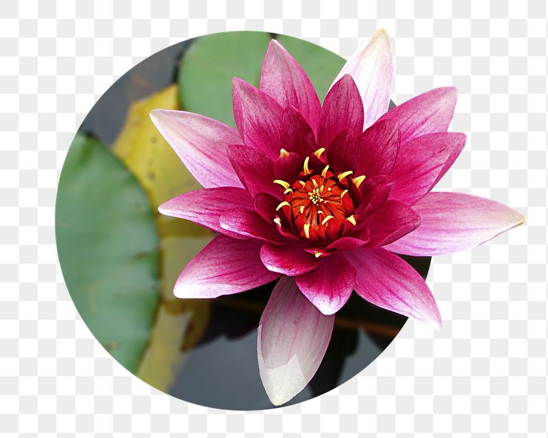 Lotus flower png sticker, floral | Free PNG - rawpixel