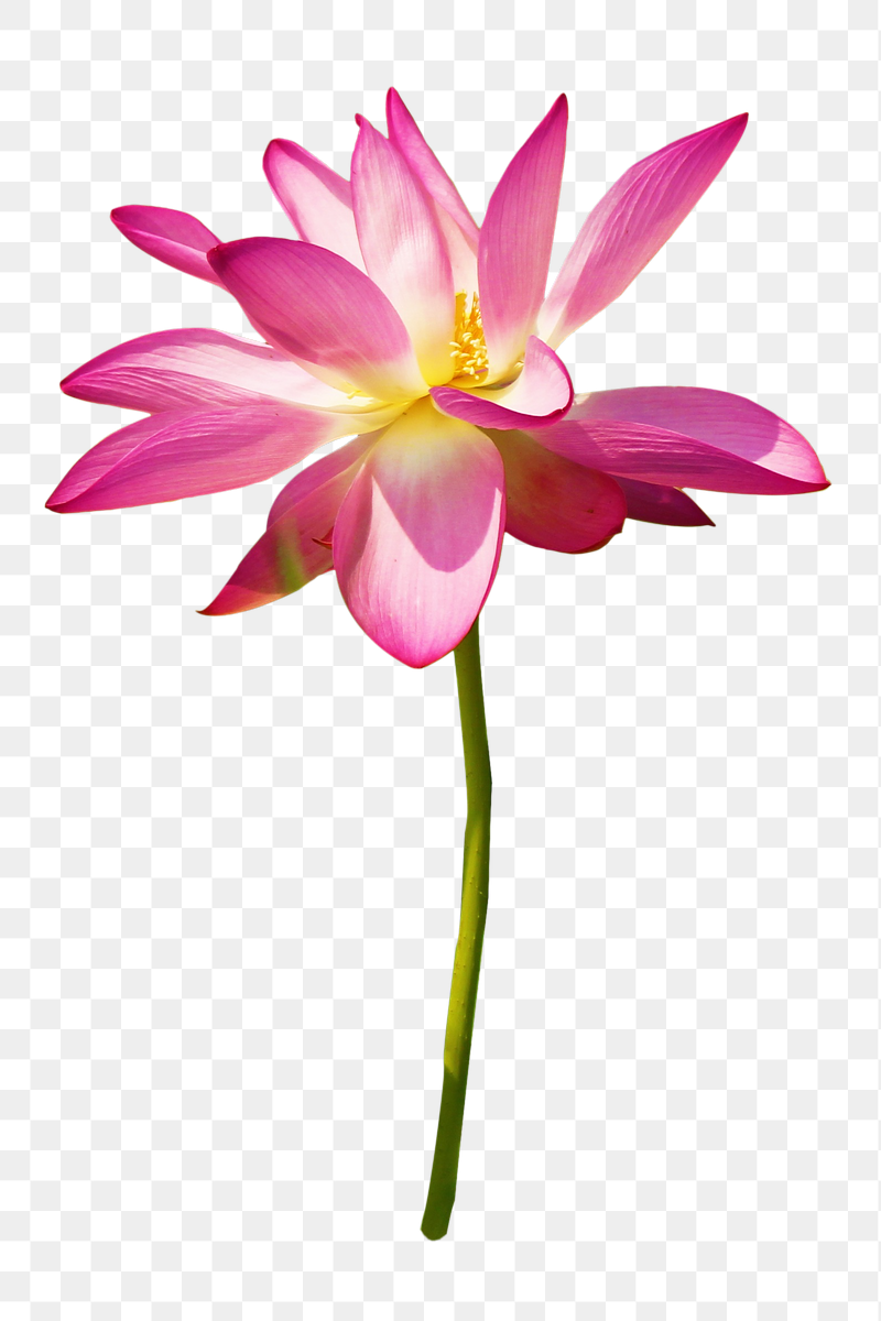 Lotus flower png sticker, transparent | Free PNG - rawpixel